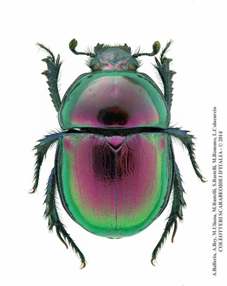 Trypocopris pyrenaeus splendens, maschio 